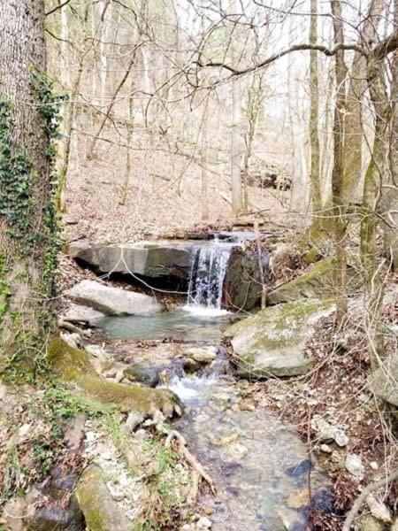 Loblolly Pines Adventure Cabin 4 King Eureka Springs Ngoại thất bức ảnh