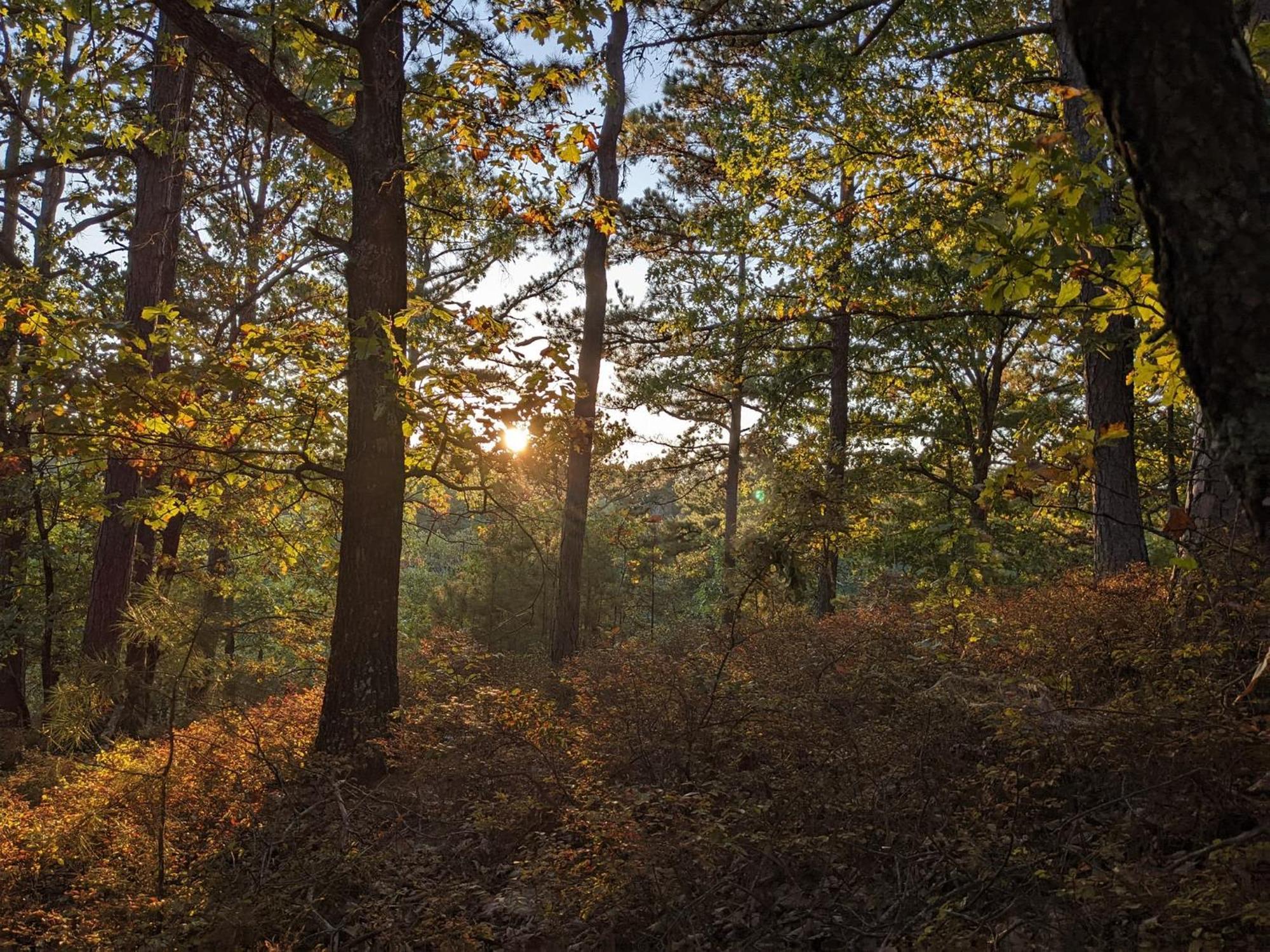 Loblolly Pines Adventure Cabin 4 King Eureka Springs Ngoại thất bức ảnh